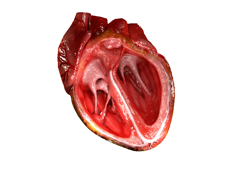 Physiologie Praktikum Herz